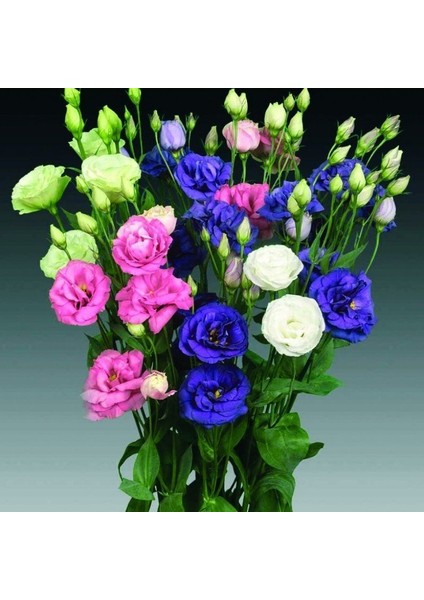 Mix Karışık Renkli Lisianthus Çiçeği Çiçeği Fidesi (50 Adet)