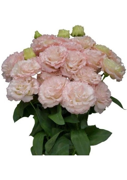 Tohum Bul Katmerli Light Pink Lisianthus Çiçeği Fidesi (10 Adet)