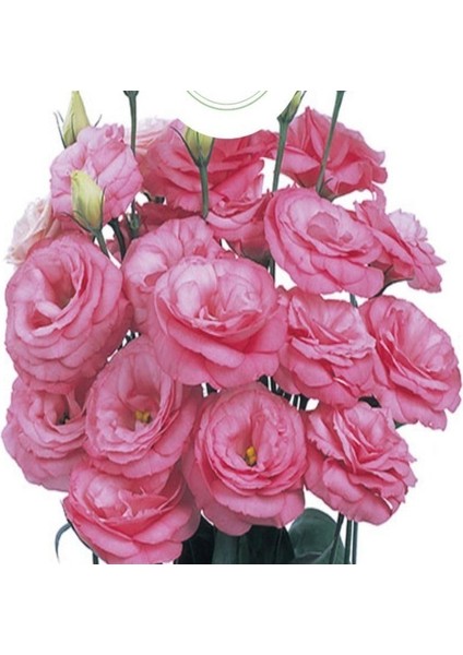 Tohum Bul Katmerli S.clear Pink Lisianthus Çiçeği Fidesi (3 Adet)