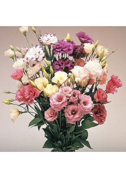 Mix Karışık Renkli Lisianthus Çiçeği Çiçeği Fidesi (10 Adet)