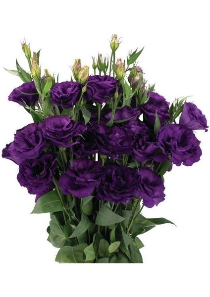 Tohum Bul Katmerli Advantage Purple Lisianthus Çiçeği Fidesi (10 Adet)