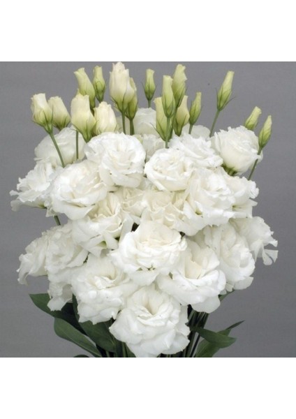 Katmerli Allamonde S.white Lisianthus Çiçeği Fidesi (3 Adet) fiyatları