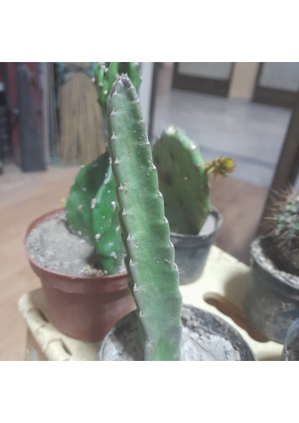 Çiçek Kaktüs - Leş Kaktüsü