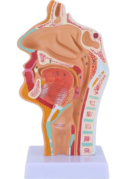 Burun Boşluğu Boğaz Anatomisi Modeli Insan Anatomik Farenks Larinks Modeli Öğrenciler Için Çalışma Ekranı Öğretim (Yurt Dışından)