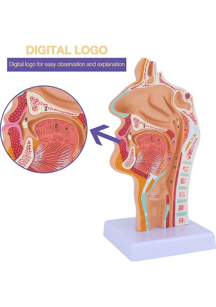 Burun Boşluğu Boğaz Anatomisi Modeli Insan Anatomik Farenks Larinks Modeli Öğrenciler Için Çalışma Ekranı Öğretim (Yurt Dışından)