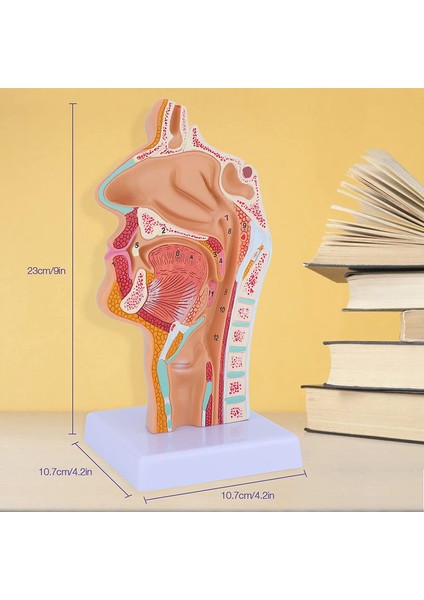 Burun Boşluğu Boğaz Anatomisi Modeli Insan Anatomik Farenks Larinks Modeli Öğrenciler Için Çalışma Ekranı Öğretim (Yurt Dışından)