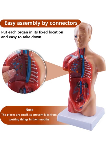 Sant Kuee 11 Inç Insan Torso Vücut Modeli Anatomi Anatomik Öğrenci Öğretim Çalışması Için Iç Organlar Montaj Modeli (Yurt Dışından)