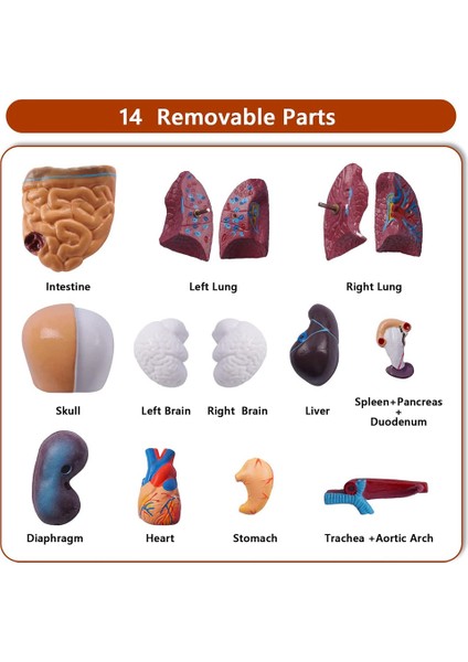 Sant Kuee 11 Inç Insan Torso Vücut Modeli Anatomi Anatomik Öğrenci Öğretim Çalışması Için Iç Organlar Montaj Modeli (Yurt Dışından)