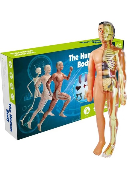 Insan Vücudu Modeli Gövde Anatomisi Modeli Çocuk 3D Insan Anatomisi Oyuncak Tıp Öğrencisi Eğitim Bilimi Seti Bilim (Yurt Dışından)