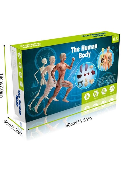 Insan Vücudu Modeli Gövde Anatomisi Modeli Çocuk 3D Insan Anatomisi Oyuncak Tıp Öğrencisi Eğitim Bilimi Seti Bilim (Yurt Dışından)