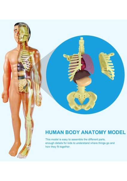 Insan Vücudu Modeli Gövde Anatomisi Modeli Çocuk 3D Insan Anatomisi Oyuncak Tıp Öğrencisi Eğitim Bilimi Seti Bilim (Yurt Dışından)