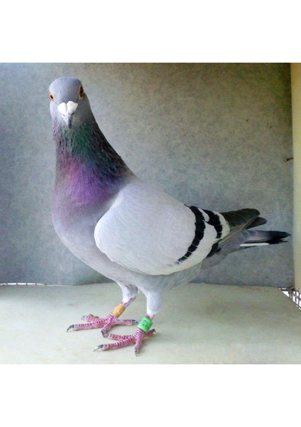 Turuncu Tarzı Plast Dijital Kuş Ayak Halkası Kuş Eğitim Malzemeleri Yarış Güvercini Renk Halkası Papağan Kuş Tanımlama Ayak Halkası (Yurt Dışından) fırsatları