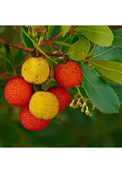 TNC Garden Groups Kocayemiş (Arbutus Unedo) Fidanı 3 Adet