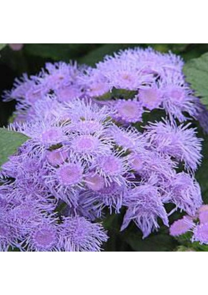 Ageratum Vapur Dumanı Çiçeği Tohumu (Açık Mavi-Eflatun) 100 Adet