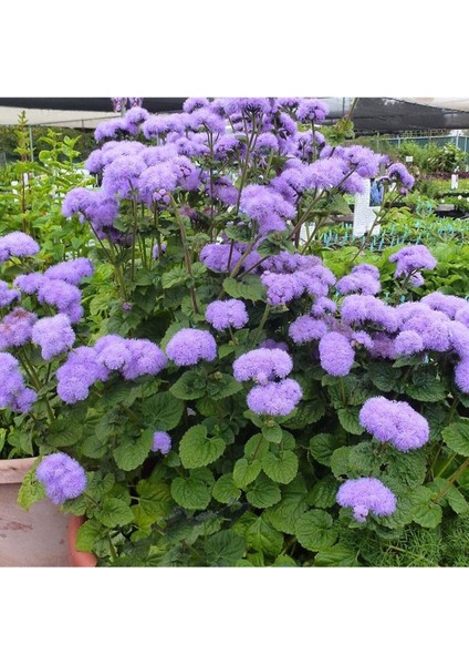 Ageratum Vapur Dumanı Çiçeği Tohumu (Açık Mavi-Eflatun) 100 Adet