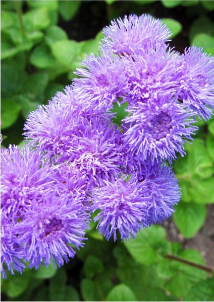 Ageratum Vapur Dumanı Çiçeği Tohumu (Açık Mavi-Eflatun) 100 Adet