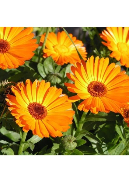 Ziraat Evim Portakal Nergisi - Aynı Sefa (Calendula Officinalis) Çiçek Tohumu 30 Adet