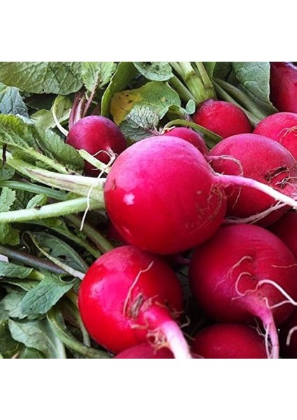 Yerli Iri Kırmızı Turp Tohumu 100 Adet