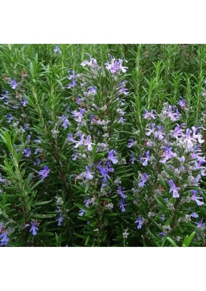 Ziraat Evim Biberiye (Rosmarinus Officinalis) Tohumu 30 Adet