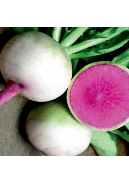 Çin Turp Tohumu 100 Adet fiyatları