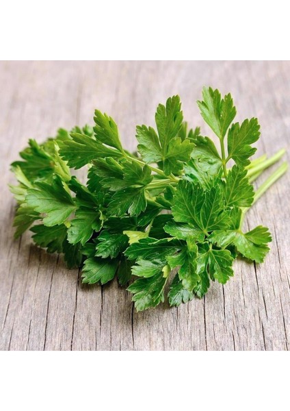 Yerli Iri Yapraklı Maydanoz Tohumu 500 Adet