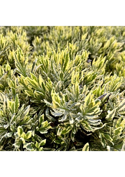 Fidan Sepetim Karabaş Otu Fidesi 'Lavandula Variegata' 3 Adet