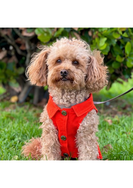 Yeni - Orange Renk Kot Köpek Yeleği - Küçük Irklar Için Şık ve Rahat Yelek (0-15KG)