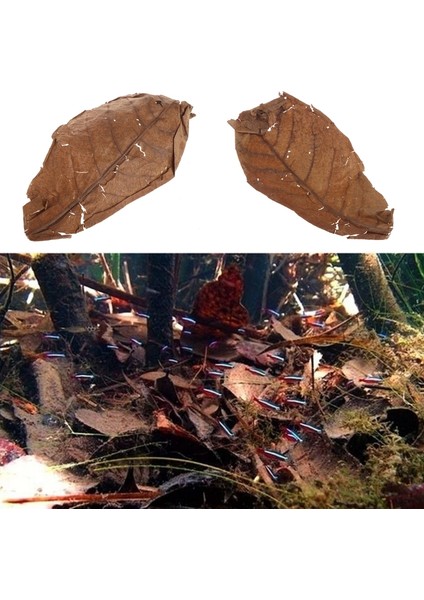 Doğal Catappa Yaprakları Badem Yaprağı Balık Temizleme Tedavisi Akvaryum Tankı (Yurt Dışından)