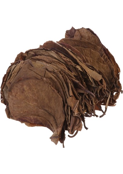 Doğal Catappa Yaprakları Badem Yaprağı Balık Temizleme Tedavisi Akvaryum Tankı (Yurt Dışından)