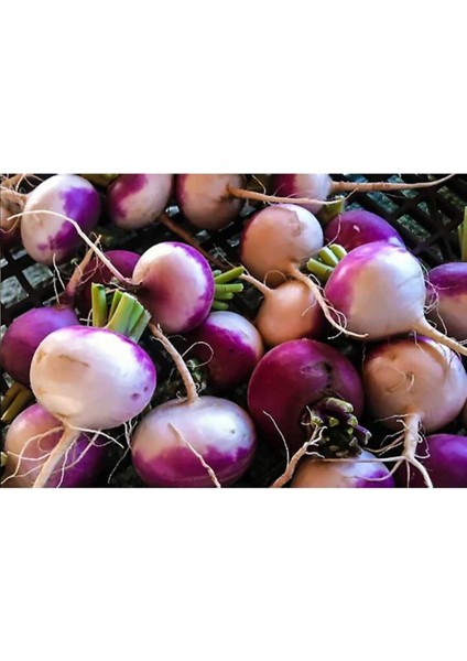 Yerli Şalgam Turp Tohumu 100 Adet fiyatları