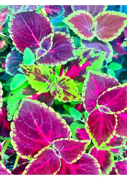 Bordo Renk Yaprak Güzeli Çiçeği 1 Adet SAKSILI(10-15CM) Bahçe Peyzaj Seti(Kolyos)