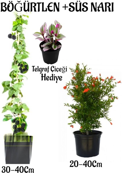 Böğütlen Meyve Fidanı 1 Adet + Bodur Süs Narı Fidanı 1 Adet+Telgraf Çiçeği Hediye
