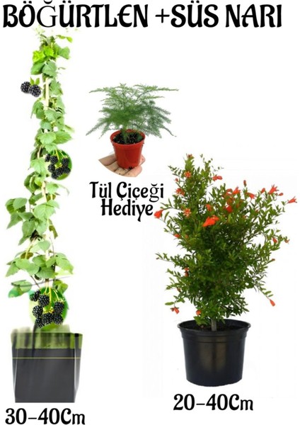 Böğütlen Meyve Fidanı 1 Adet + Bodur Süs Nar Fidanı 1 Adet+Tül Kuşkonmaz Hediye