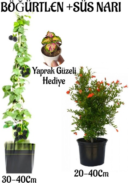 Böğütlen Meyve Fidanı 1 Adet + Bodur Süs Narı Fidanı 1 Adet+Yaprak Güzeli Hediye