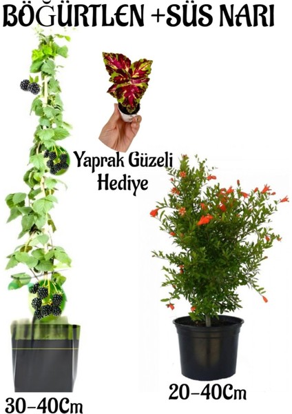 Böğütlen Meyve Fidanı 1 Adet + Bodur Süs Narı Fidanı 1 Adet+Yaprak Güzeli Hediye