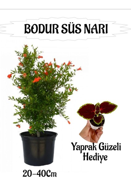 Bodur Süs Narı Fidanı 1 Adet Saksılı/tüplü+ Yaprak Güzeli Hediyeli Bahçe Peyzaj Seti