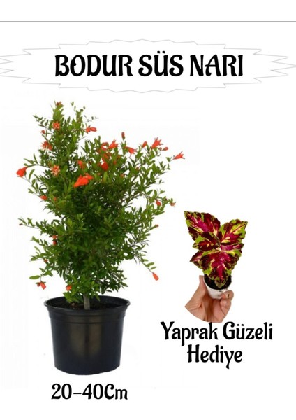 Bodur Süs Narı Fidanı 1 Adet Saksılı/tüplü+ Sihirbaz Yaprak Güzeli Hediyeli Bahçe Peyzaj Seti