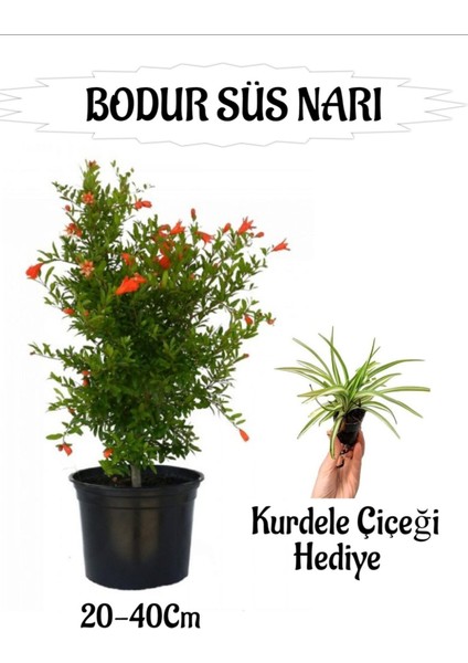 Bodur Süs Narı Fidanı 1 Adet Saksılı/tüplü+ Kurdele Çiçeği Hediyeli Bahçe Peyzaj Seti