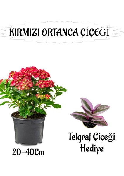 Kırmızı Ortanca Çiçeği 1 Adet Saksılı+ Telgraf Çiçeği Hediyeli Bahçe Seti