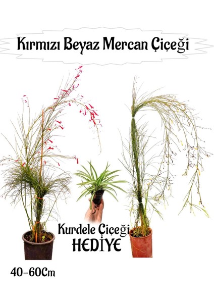 Kırmızı Mercan-Beyaz Mercan Çiçeği 2 Adet+ Kurdele Çiçeği Hediyeli Bahçe Bitkisi