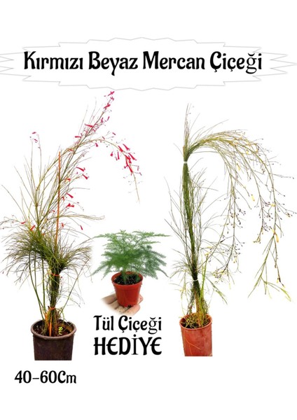 Kırmızı Mercan-Beyaz Mercan Çiçeği 2 Adet+ Tül Çiçeği Hediyeli Bahçe Bitkisi