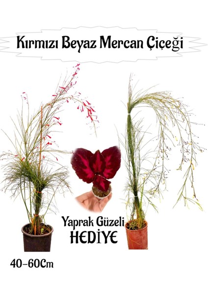 Kırmızı Mercan-Beyaz Mercan Çiçeği 2 Adet+Bordo Yaprak Güzeli Çiçeği Hediyeli Bahçe Bitkisi