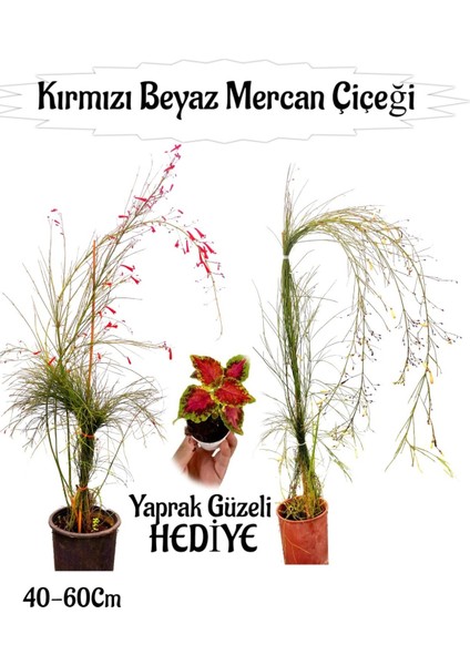 Kırmızı Mercan-Beyaz Mercan Çiçeği 2 Adet+ Yaprak Güzeli Çiçeği Hediyeli Bahçe Bitkisi