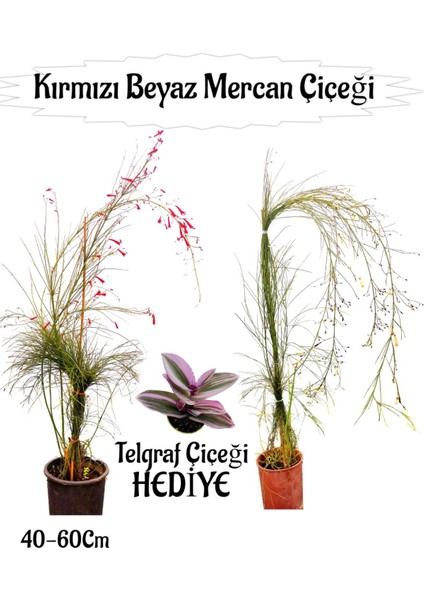 Kırmızı Mercan-Beyaz Mercan Çiçeği 2 Adet+Telgraf Çiçeği Hediyeli Bahçe Bitkisi