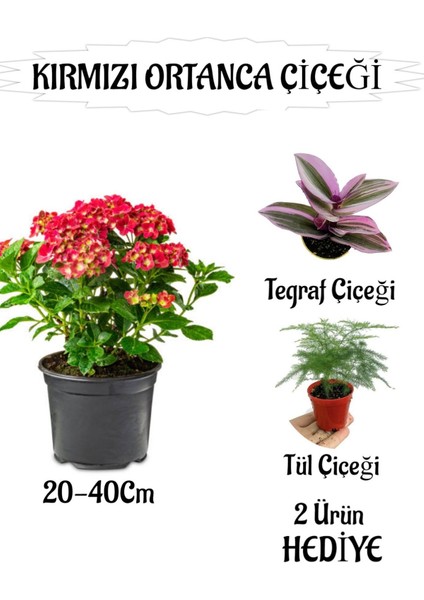 Kırmızı Ortanca Çiçeği 1 Adet Saksılı+ Telgraf ve Tül Kuşkonmaz Çiçeği Hediyeli