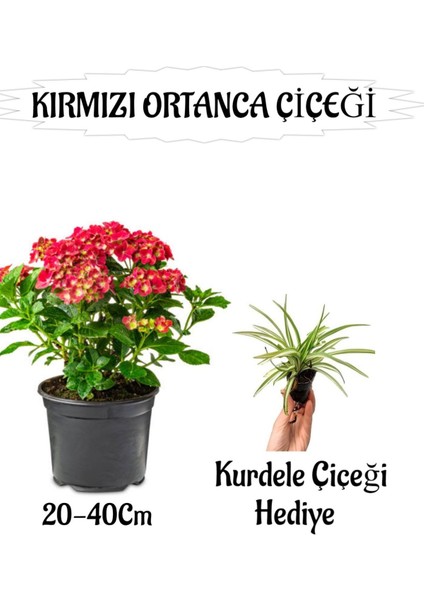 Kırmızı Ortanca Çiçeği 1 Adet Saksılı+ Kurdele Çiçeği Hediyeli Bahçe Seti