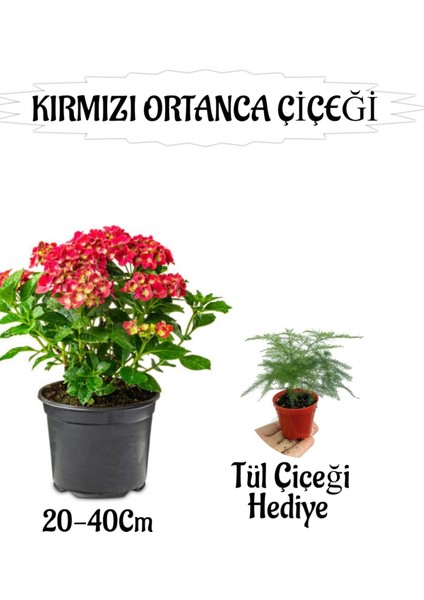 Kırmızı Ortanca Çiçeği 1 Adet Saksılı+ Tül Kuşkonmaz Çiçeği Hediyeli Bahçe Seti