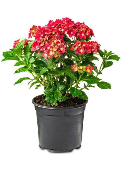 Kırmızı Ortanca Çiçeği 1 Adet Saksılı+ Tül Kuşkonmaz Çiçeği Hediyeli Bahçe Seti fiyatları