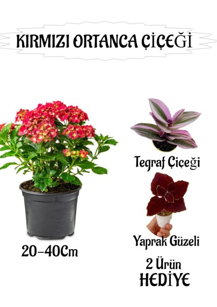 Kırmızı Ortanca Çiçeği 1 Adet Saksılı+Yaprak Güzeli Vetelgraf Çiçeği Hediyeli Bahçe Seti