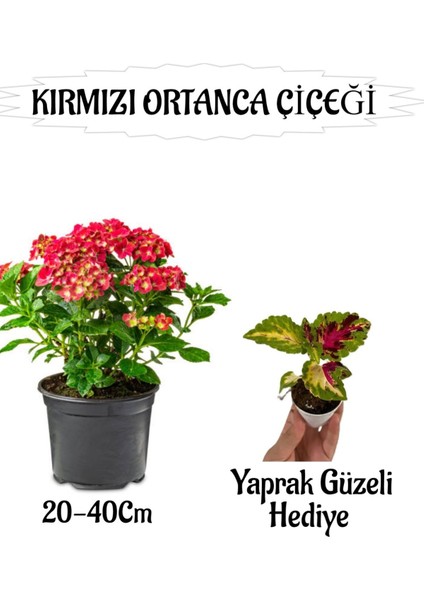 Kırmızı Ortanca Çiçeği 1 Adet Saksılı+Sihirbaz Yaprak Güzeli Çiçeği Hediyeli Bahçe Seti